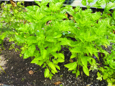 Image of a basil plant in garden bed