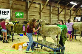 Image of two people Shearing a sheep at Hillsborough County Agricultural fair
