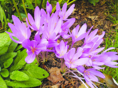 Colchicum or fall crocus. Photo by Henry Homeyer.