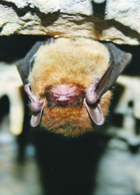 small, round bat hanging upside down in cave with wings pulled in