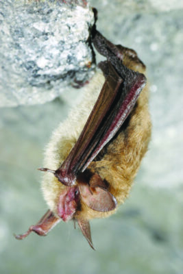 small, furry brown bat, hanging from cave rock, seen from side, wings pulled into sides