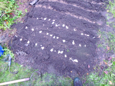 Place your garlic cloves on the soil to establish spacing before planting. Photo by Henry Homeyer.