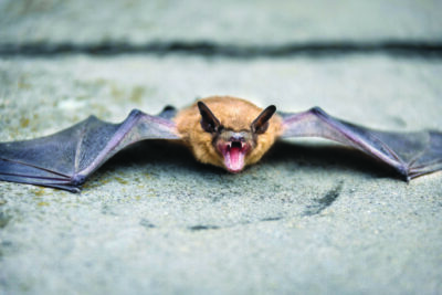 bat with wings spread lying on rock, with open mouth showing fangs