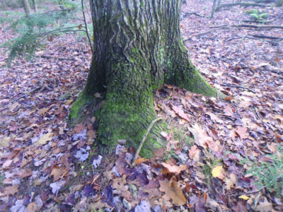 bottom of tree, showing the roots flaring out at the ground, covered in leaves