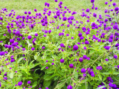 patch of small flowering plants outside with purple flowers on tall stems