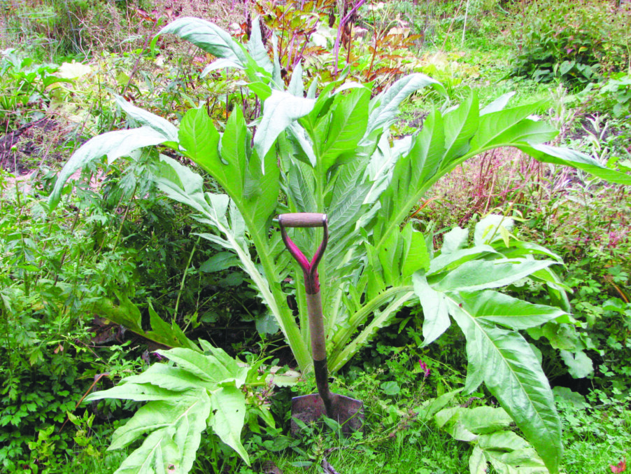Growing and eating cardoon