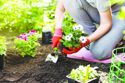 Gardener planting flowers in the garden, close up photo