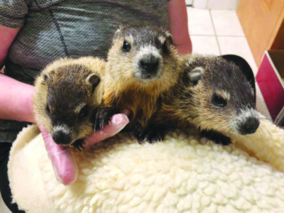3 woodchucks sitting beside each other on fuzzy blanket with worker at rehabilitation center