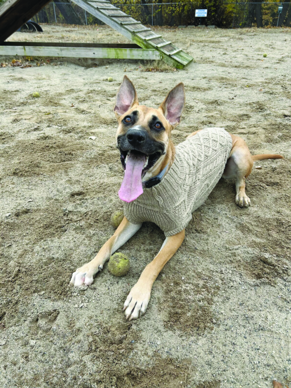 Dog wearing sweater laying down