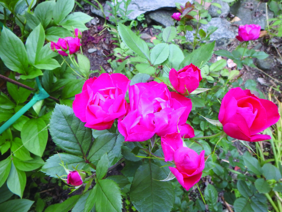 Growing roses and more