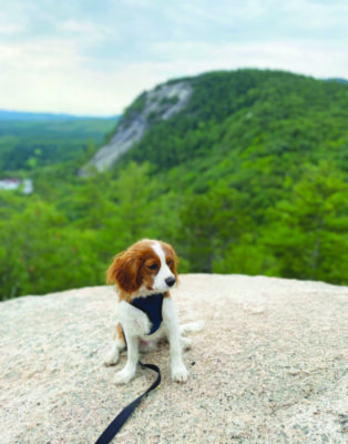 adorable spaniel wearing harness sitting on rock in front of mountain vista on clear day
