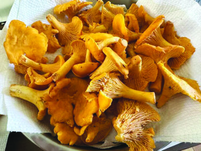 pile of yellow and orange trumpet mushrooms