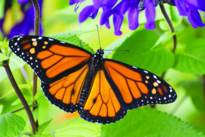monarch butterfly with wings open on leaves near purple flowers
