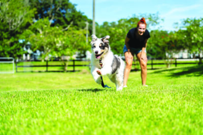 Australian Shepherd puppy running on lawn with person behind them smiling