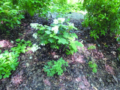 short leafy bush with smaller plants around it, leaves layering the soil around the plants
