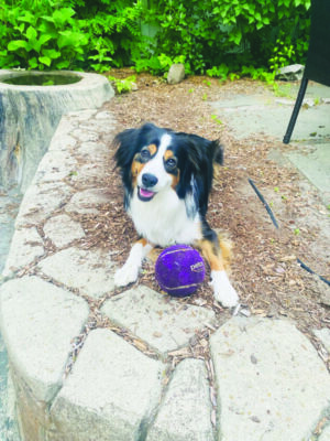 adorable mini Australian shepherd lying on patio looking at camera, with large ball sitting in front