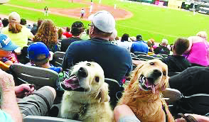 2 happy dogs sitting in stands at baseball game