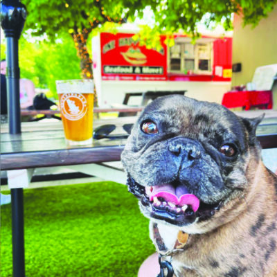 pug beside outdoor table at brewery