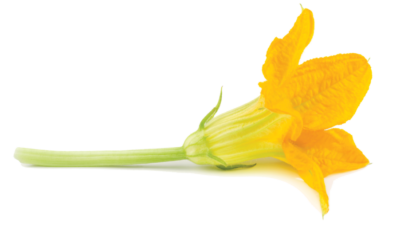 yellow zucchini flower isolated from background