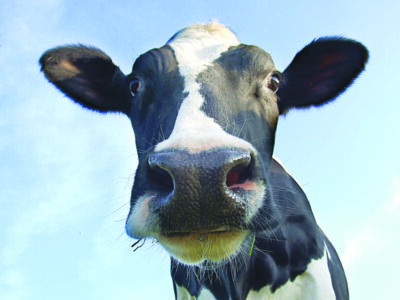 black and white cow, close up of face looking into camera, blue skies behind