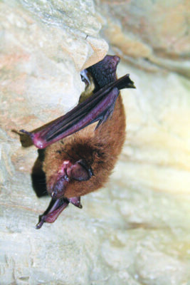 small bat hanging upside down on rock, wings pulled in