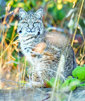 bobcat sitting in stately manner in tall grass, warm sun shining on foliage