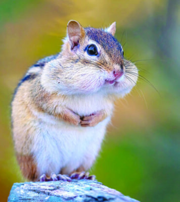 chipmunk sitting on rock, little paws folded in front, stuffed chubby cheeks