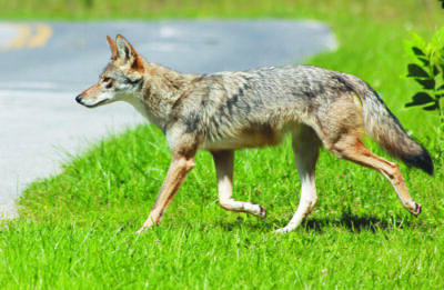 coyote walking on grass on side of road on sunny day.