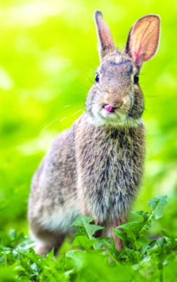 bunny sitting in patch of leafy plants, looking at camera, tongue out to touch its nose