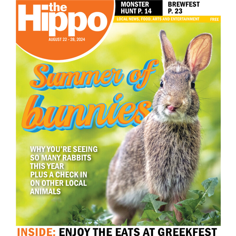 Hippo frontpage showing bunny in patch of green weeds, fancy title font summer of bunnies