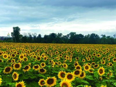 large field filled with sunflowers, line of trees in the back, cloudy sky