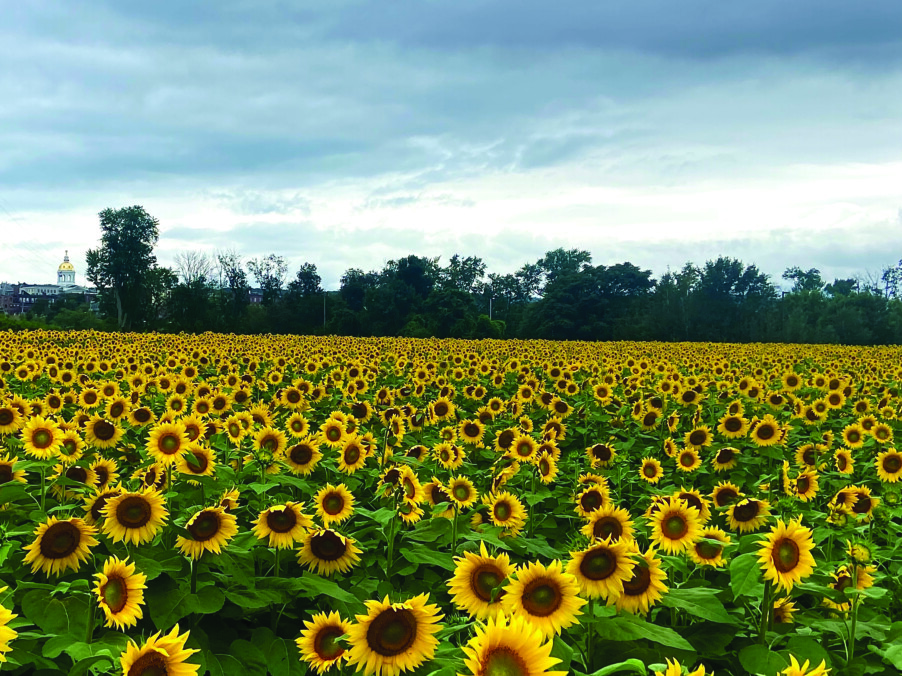 A blooming festival