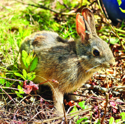 small brown bunny sitting in garden