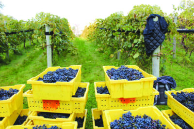 rows of grapes in vineyard, buckets of picked grapes stacking in front