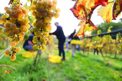 hanging white grapes and leaves on vine in foreground, blurry background people picking grapes off other vines seen beyond the foreground