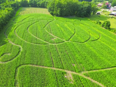 Overhead view of corn maze shaped like a pumpkin