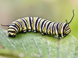 Caterpillar on a leaf