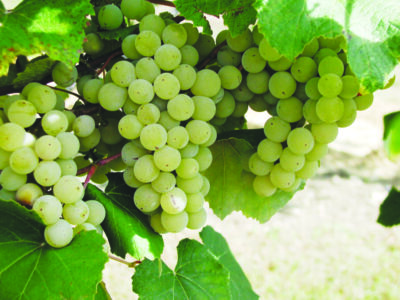 white grapes hanging from vine with big green leaves