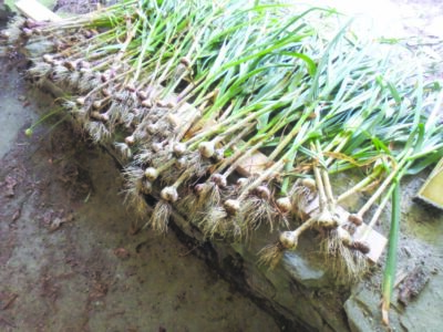 stalks of garlic laying on stoney ledge in shady place in a row