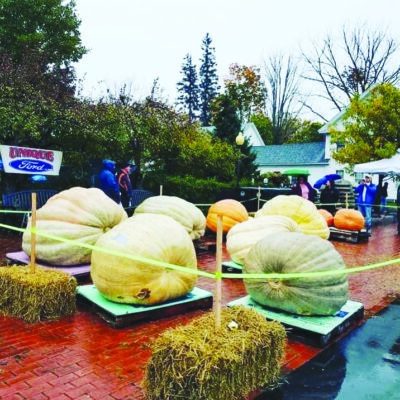 giant pumpkins on palettes in plaza, cordoned off with ropes, rainy day