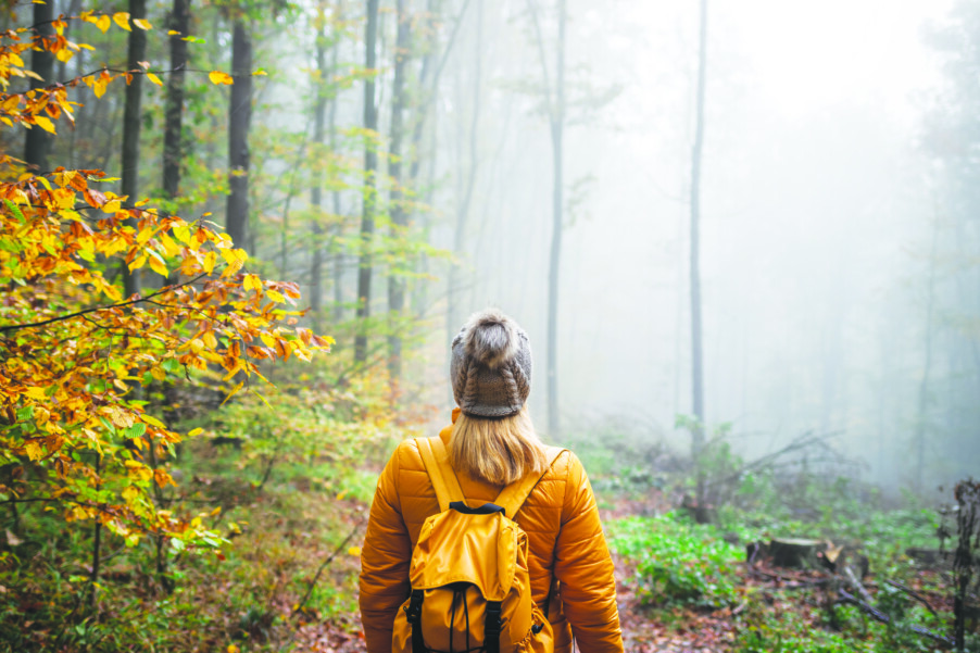 Walk in the Woods