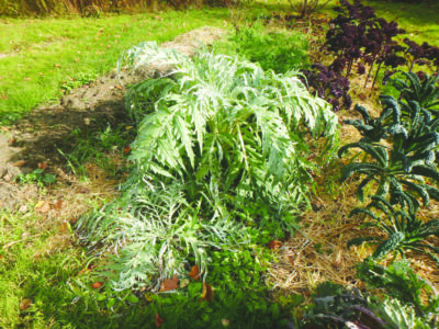 leafy shrub-like plant with long stems and serrated long leaves in garden on sunny day