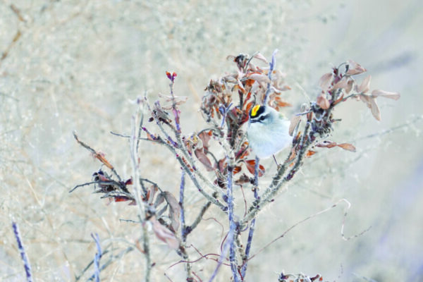 A Tufted titmouse perches on a frozen tree limb in winter.