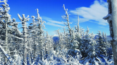 A line of trees overviewing a distant mountain range is covered in snow.