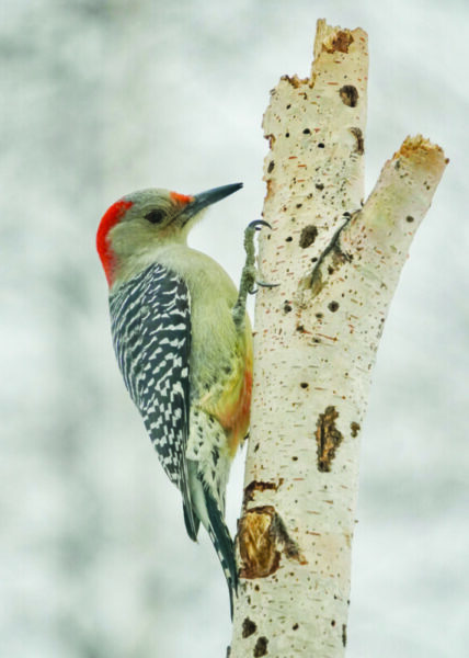 A Red-bellied woodpecker perches on a birch tree.