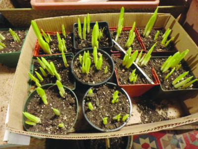 A cardboard box containing many small pots of young daffodils.