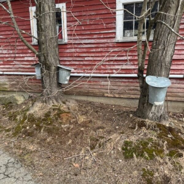 Sap buckets. Photo courtesy of Maple Producers Association. 