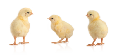 three chicks isolated on transparent background