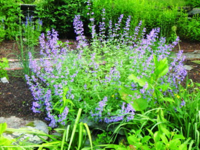 bushy flowering plant with small light purple flowers climbing up the stems, planted in garden