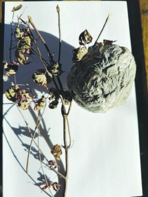 dried, saved hornet's nest attached to small branch